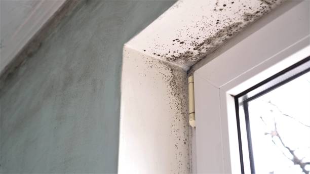 Best Fast Mold Removal  in Pioche, NV