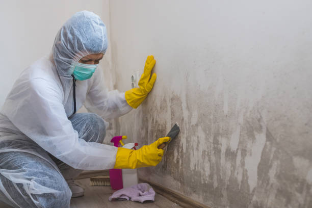 Mold Removal and Inspection in Pioche, NV