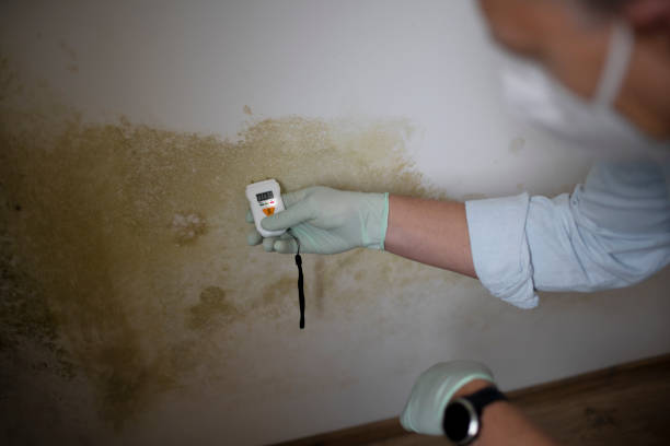 Best Mold Removal and Inspection  in Pioche, NV