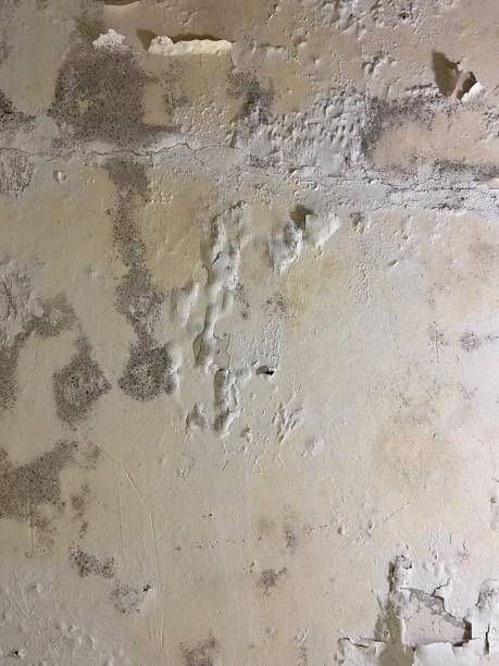 Best Crawl Space Mold Removal  in Pioche, NV