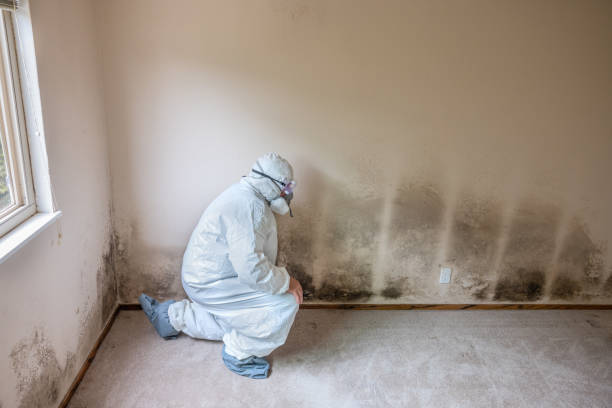 Best Mold Testing  in Pioche, NV