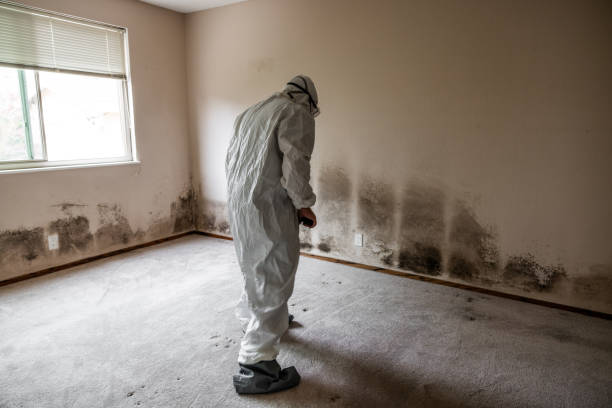 Best Certified Mold Removal  in Pioche, NV